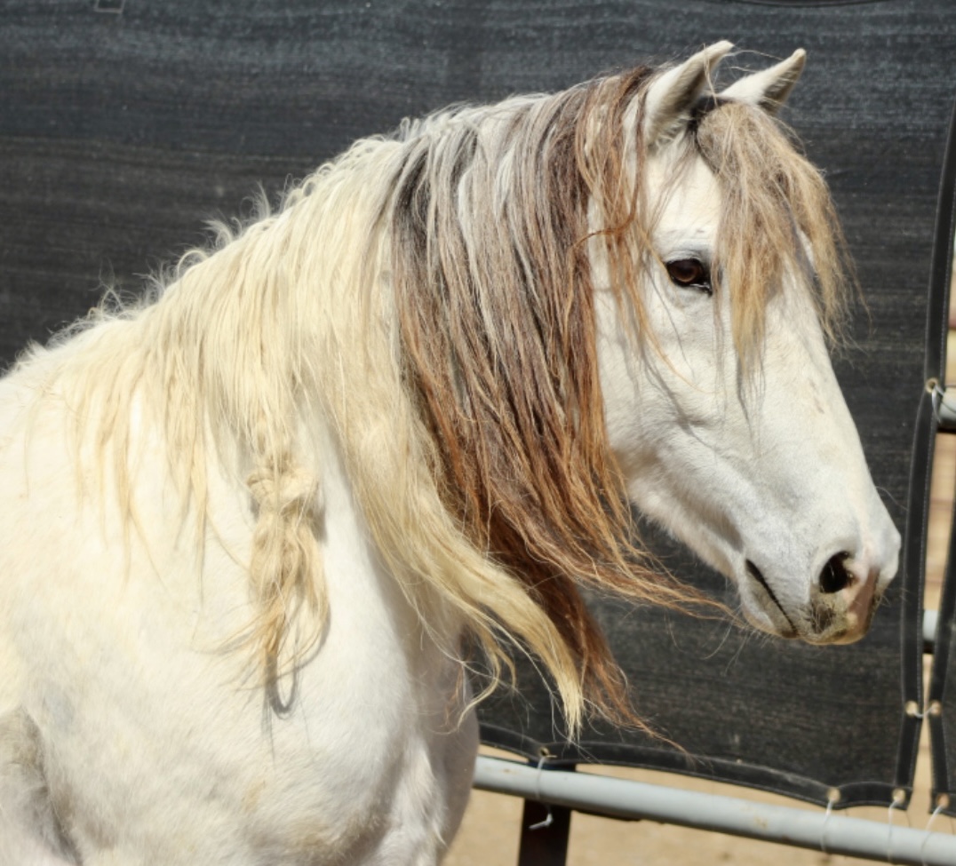 Blog No2 Beyond the Mustang Makeover: The truth about buying a Mustang