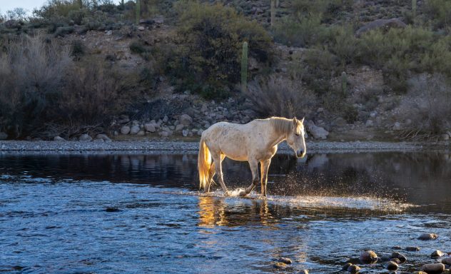 Ein weißes Pferd steht im Wasser eines ruhigen Flusses, umgeben von Natur.